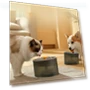 Automatic Water Dispenser for Pets — Feeding Supplies, Pet family bucket