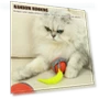Interactive Pet Toy Ball — Automatic Launchers, key to knowledge