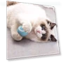 Automatic Rolling Ball for Cats — Cat Playthings, Simplistic Living Home