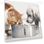Double Pet Water Dispenser — Feeding Supplies, Build My Home