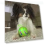 Interactive Dog Toy Ball — Balls, Yousheng Electronic Products