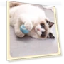 USB Rechargeable Smart Interactive Cat Toy — Interactive Animal Companions, GYROBALL