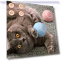 Automatic Rolling Ball — Cat Playthings, grocercollect