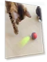 Interactive Cat Ball — Cat Playthings, Corners of the City MALL
