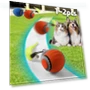 Interactive Pet Toy Ball — Cat Playthings, JINGYUE Pet
