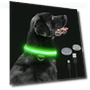 LED Glowing Dog Collar — Collars, Smart Pet Supplies