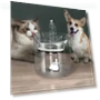 Smart Water Dispenser for Pets — Feeding Supplies, YC Direct