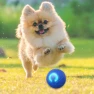 Automatic Moving Smart Ball Dog Toy — Automatic Launchers, SunshineTek