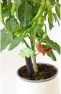 Tall Plant Alarm — Soil Moisture Sensor, Wicked Waterer