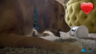 A Smart Robot For Your Pet || pet Fitness Robot || gadgets 2018