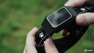 Обзор GPS ошейника Petsee для кошек и собак