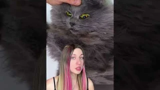 Самый необычный кот #обзор #обзоры #животные #кот #кошки #котята #юмор #щенята #щенки #собака #маша
