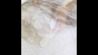 PETKIT Grooming Massage Brush by Petsdrop