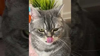 Робот-пылесос быстро решает проблему шерсти в квартире