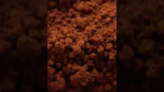 КРУПНЕЙШИЙ ПРОИЗВОДИТЕЛЬ КАКАО БОБОВ В МИРЕ #shorts #интересно #факты