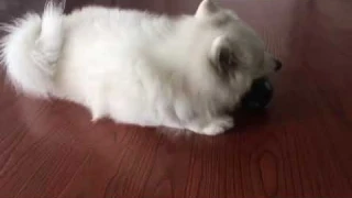 Мяч интерактивный