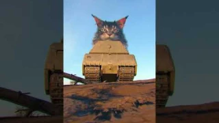 Вот и попалась мышка #миртанков #shorts