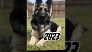 2023 german shepherd dog 🐕 vs 5000 bce german shepherd dog 💥 #viral #shorts