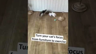 smart cat toys automatic rolling ball electric