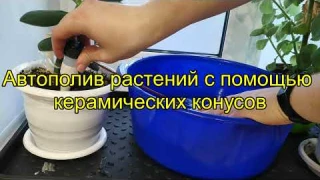 Автополив растений с помощью керамических конусов