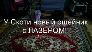 Скотя лазер