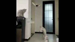 Waggfluence Simulation Bird Interactive Hanging Eagle Flying Toy for Cats and Dogs