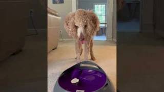 Best Fetch Machine - Petsafe Automatic Dog Ball Launcher Review #viraldog #dogtoys #dogtoy #fetch