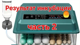 Полностью автоматический инкубатор из Китая,результат