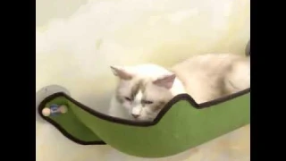 Подвесная полочка на присоске для кошек