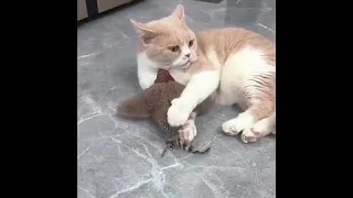 Летающая птичка игрушка для кошек