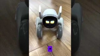Робот Loona - твой новый домашний питомец для всей семьи  #искусственныйинтеллект #умныйробот #робот