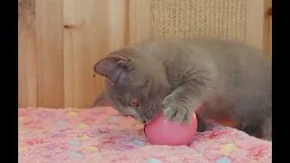 Игрушка для кошек Шар автоматический