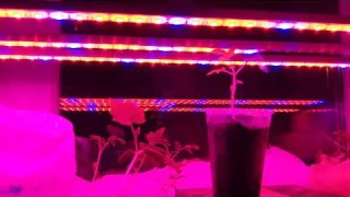 Как выглядит светодиодная подсветка для рассады, сравнение.