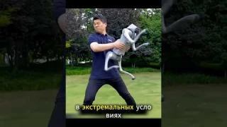 Эта собака-робот очень мощная!