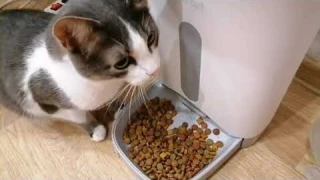 кормим котиков не забывая с кормушкой! Обзор кормушки для котов kitfort.