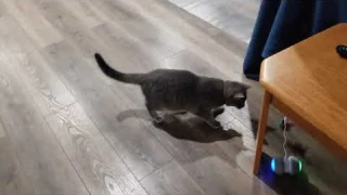 Ralthy Interactive Robotic Cat Toy on Amazon