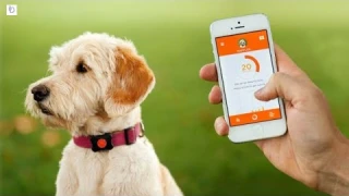 Best Pet Tracker 2022 || Best Gps Tracker for Dog Review