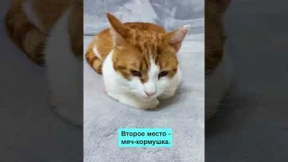 Лучшие игрушки для котов. Топ 5 #shorts #кошка #коты #top