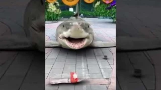 Акула танцует