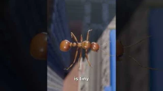 Dropping An Ant Off The Empire State Building 🤔