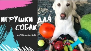 Игрушки для собак. Как выбрать? Советы кинолога.