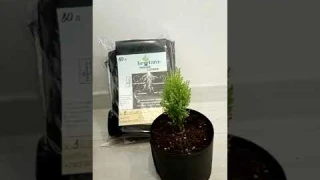 GeoTara- умный горшок для растений