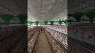 Power ! 3000 kg feed trolley | layer poultry farm me feed kaise dete hai #shorts #layerpoultryfarm