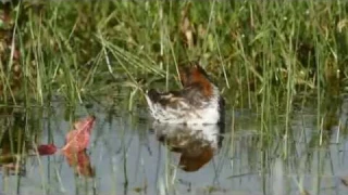 Red-necked Phalaropes, Outer Hebrides, May 2015