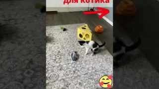 Игрушка для котика #shorts #кот #tinytuna
