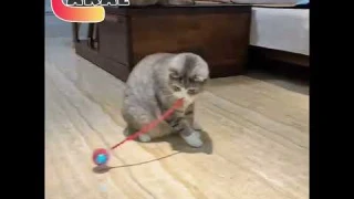 Интеллектуальный мяч для кошек «Понравился товар? Лайк и подписка!» #AliExpress #лучшиетовары