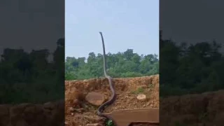Big king cobra