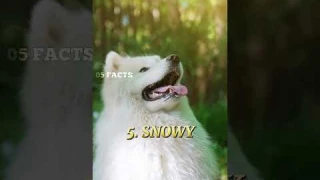 TOP 5 BEST NAMES FOR DOGS (PART 2)#shorts #short #dog #viralshort #viralvideo #video #catfunnydogs