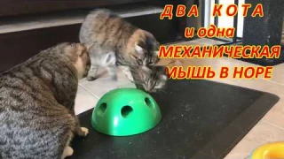Коты и механическая мышь в норе - кошачьи игрушки