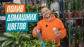 Какой выбрать АВТОПОЛИВ ДЛЯ КОМНАТНЫХ РАСТЕНИЙ?